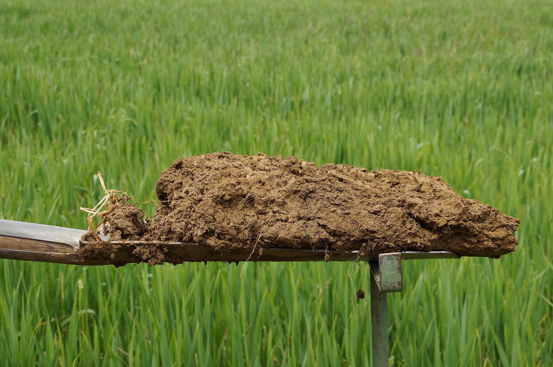 Spaten mit Erde. Foto: Thomas Alföldi, FiBL
