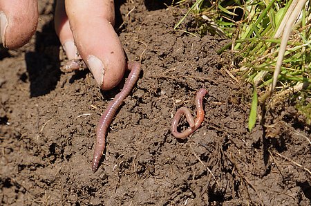Boden mit Regenwurm. Foto: Thomas Alföldi, FiBL