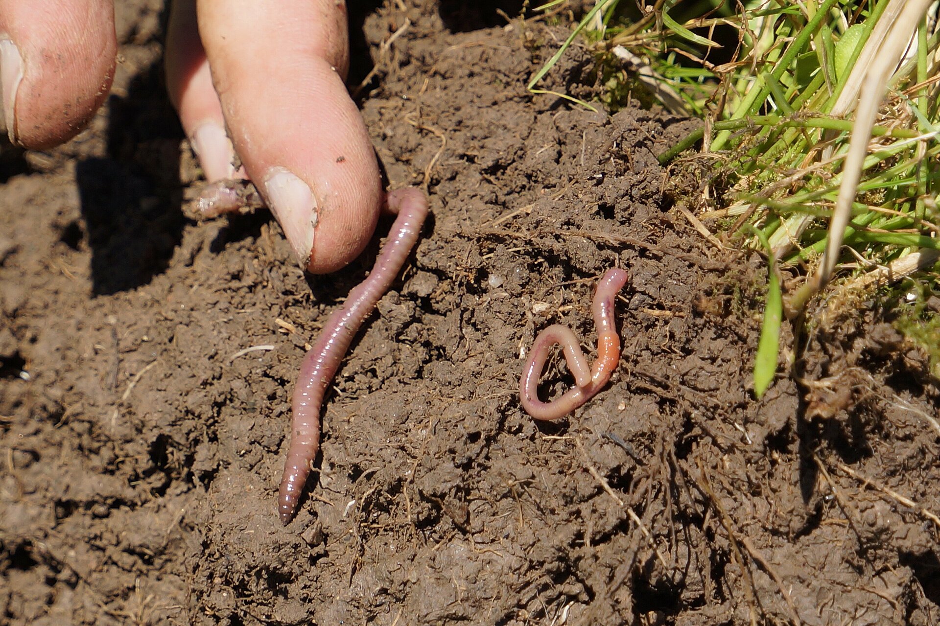 Boden mit Regenwurm. Foto: Thomas Alföldi, FiBL