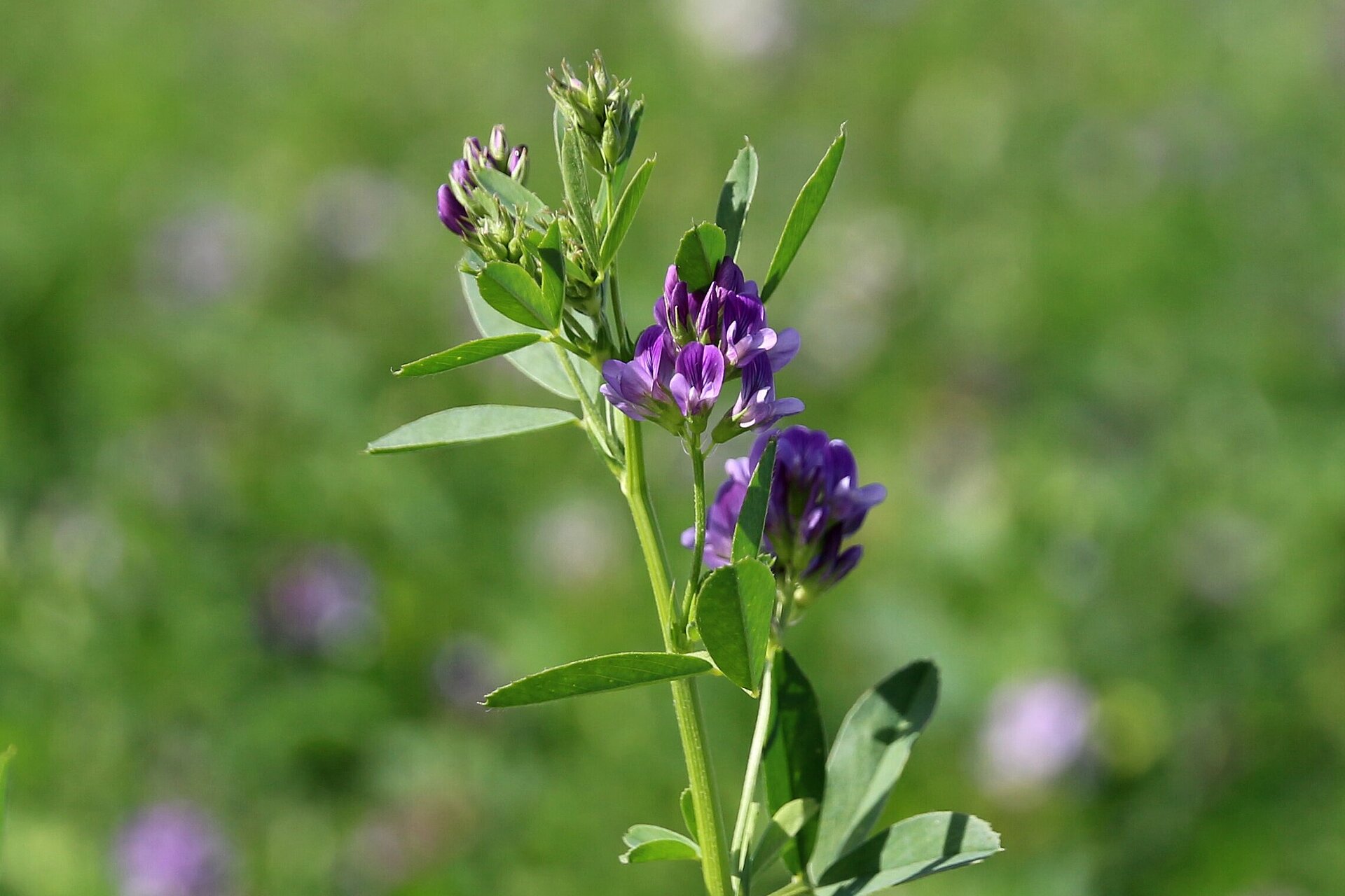 Quelle: www.oekolandbau.de/Copyright BLE/Foto: Nina Weiler