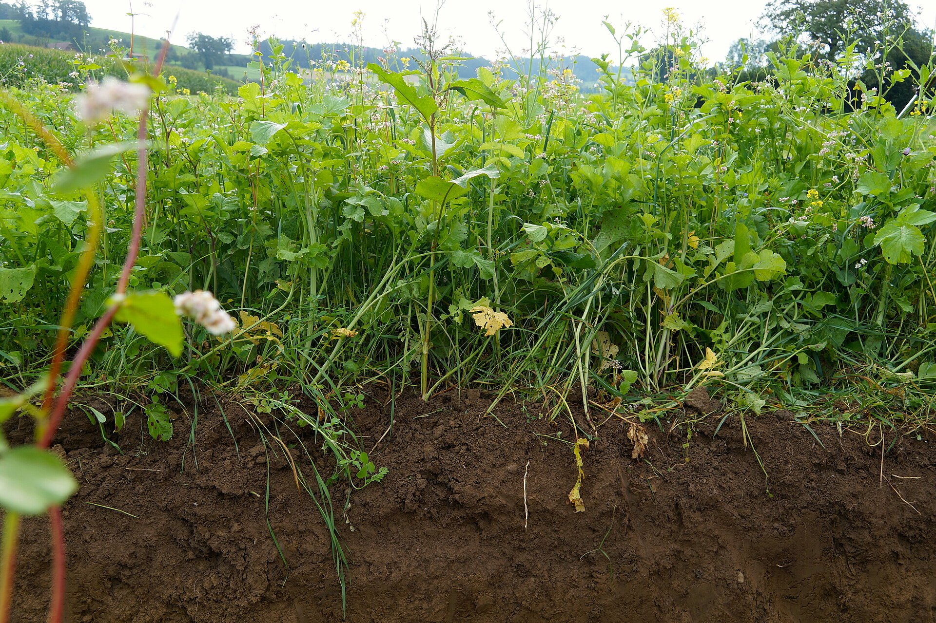 Bodenprofil, Foto: Thomas Alföldi, FiBL