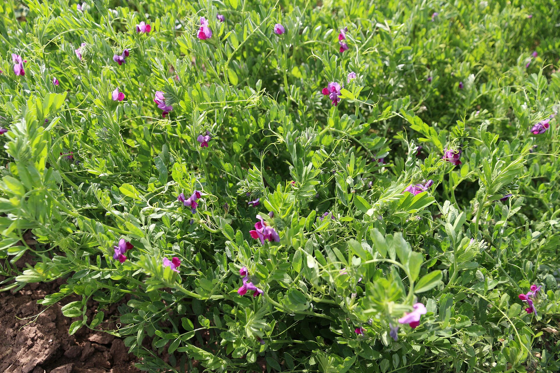 Saatwicke. © BLE, Bonn / Foto: Nina Weiler